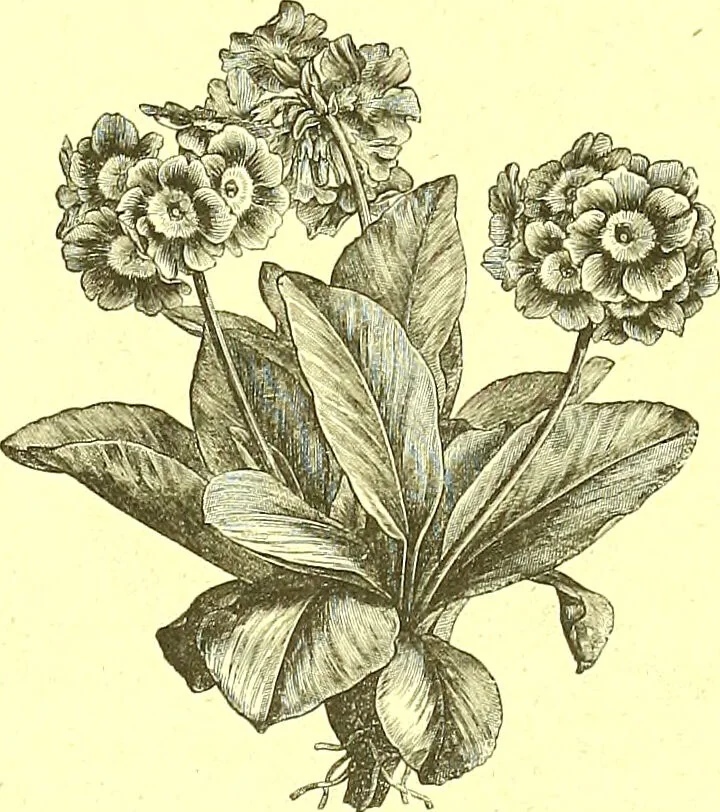 An illustration from Flore pittoresque de la France : anatomie, physiologie, classification, description des plantes indigènes et cultivées au point de vue de l'agriculture, de l'horticulture et de la sylviculture / publiée sous la direction de J. Rothschild., 1885, leaf 578