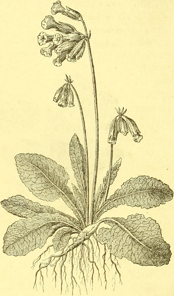 An illustration from Flore pittoresque de la France : anatomie, physiologie, classification, description des plantes indigènes et cultivées au point de vue de l'agriculture, de l'horticulture et de la sylviculture / publiée sous la direction de J. Rothschild., 1885, leaf 579