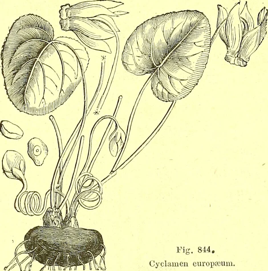 An illustration from Flore pittoresque de la France : anatomie, physiologie, classification, description des plantes indigènes et cultivées au point de vue de l'agriculture, de l'horticulture et de la sylviculture / publiée sous la direction de J. Rothschild., 1885, leaf 580