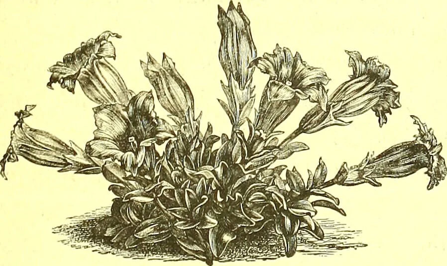 An illustration from Flore pittoresque de la France : anatomie, physiologie, classification, description des plantes indigènes et cultivées au point de vue de l'agriculture, de l'horticulture et de la sylviculture / publiée sous la direction de J. Rothschild., 1885, leaf 580