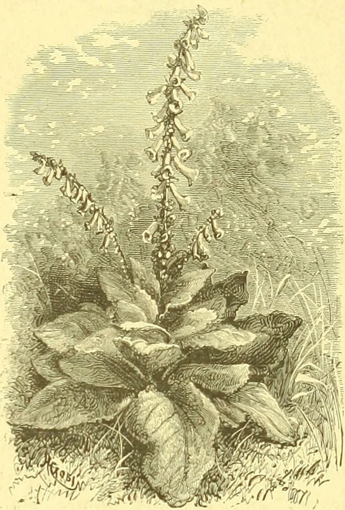An illustration from Flore pittoresque de la France : anatomie, physiologie, classification, description des plantes indigènes et cultivées au point de vue de l'agriculture, de l'horticulture et de la sylviculture / publiée sous la direction de J. Rothschild., 1885, leaf 581