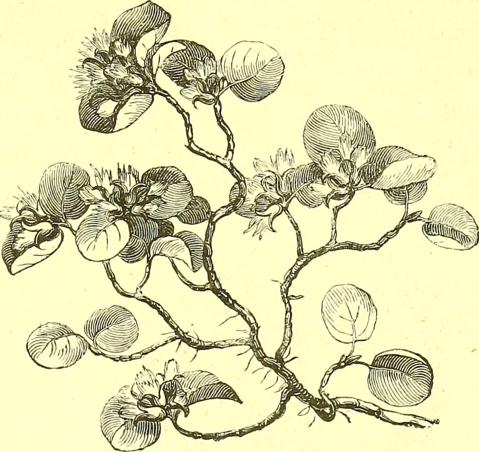An illustration from Flore pittoresque de la France : anatomie, physiologie, classification, description des plantes indigènes et cultivées au point de vue de l'agriculture, de l'horticulture et de la sylviculture / publiée sous la direction de J. Rothschild., 1885, leaf 582