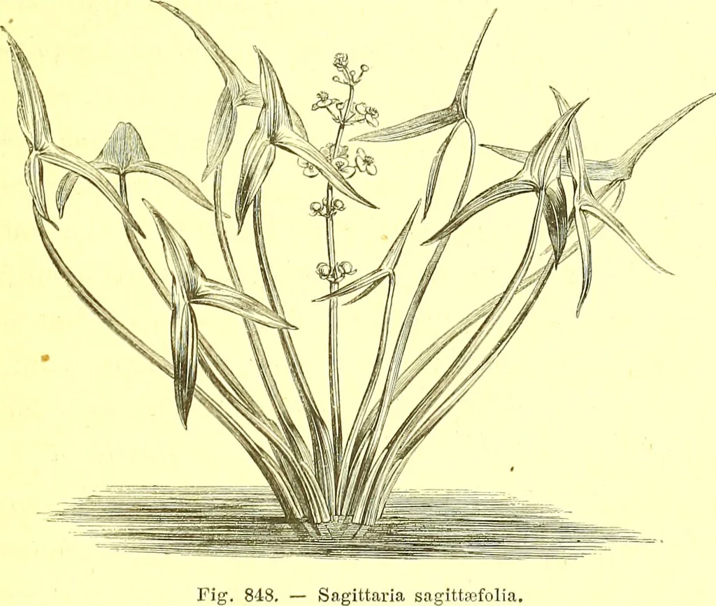 An illustration from Flore pittoresque de la France : anatomie, physiologie, classification, description des plantes indigènes et cultivées au point de vue de l'agriculture, de l'horticulture et de la sylviculture / publiée sous la direction de J. Rothschild., 1885, leaf 582