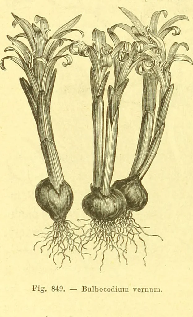 An illustration from Flore pittoresque de la France : anatomie, physiologie, classification, description des plantes indigènes et cultivées au point de vue de l'agriculture, de l'horticulture et de la sylviculture / publiée sous la direction de J. Rothschild., 1885, leaf 583