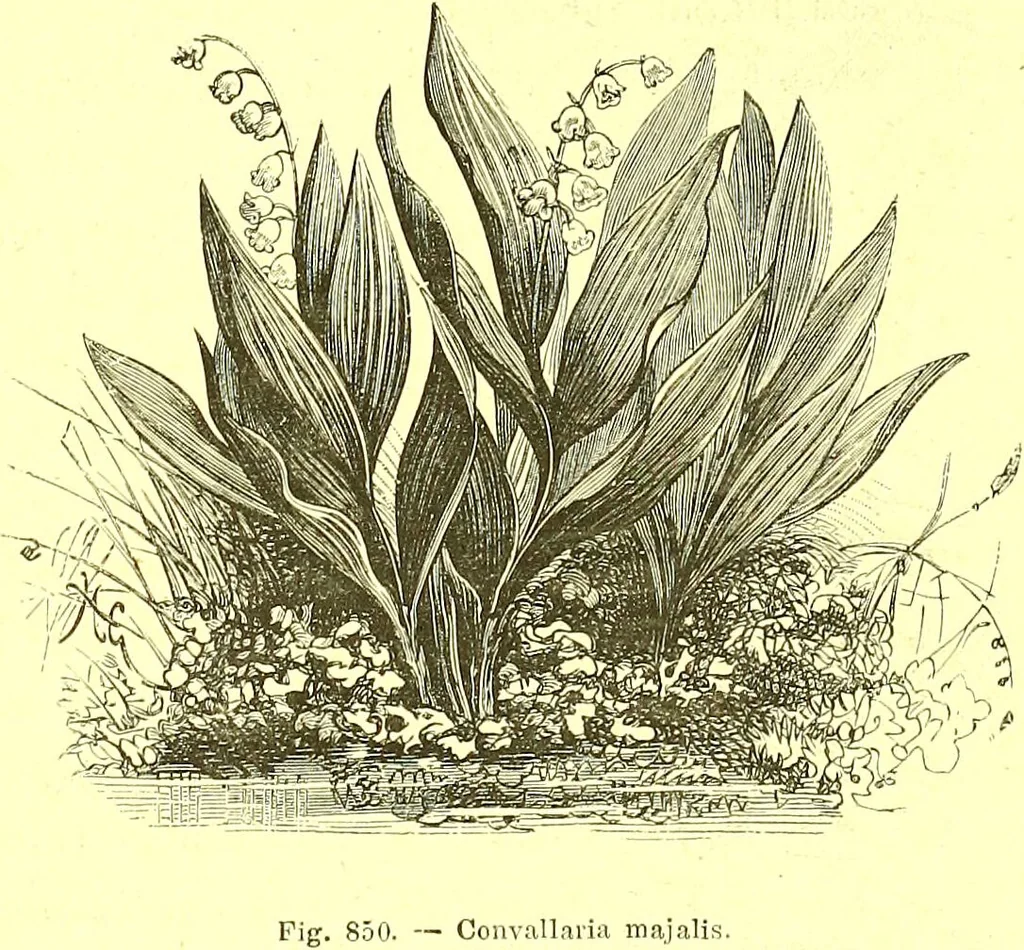 An illustration from Flore pittoresque de la France : anatomie, physiologie, classification, description des plantes indigènes et cultivées au point de vue de l'agriculture, de l'horticulture et de la sylviculture / publiée sous la direction de J. Rothschild., 1885, leaf 584