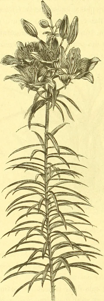 An illustration from Flore pittoresque de la France : anatomie, physiologie, classification, description des plantes indigènes et cultivées au point de vue de l'agriculture, de l'horticulture et de la sylviculture / publiée sous la direction de J. Rothschild., 1885, leaf 585