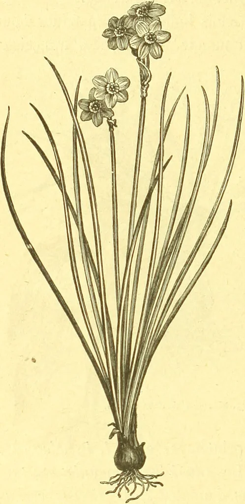 An illustration from Flore pittoresque de la France : anatomie, physiologie, classification, description des plantes indigènes et cultivées au point de vue de l'agriculture, de l'horticulture et de la sylviculture / publiée sous la direction de J. Rothschild., 1885, leaf 587