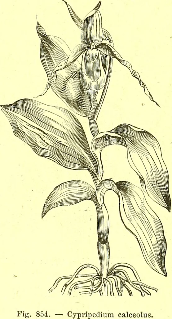 An illustration from Flore pittoresque de la France : anatomie, physiologie, classification, description des plantes indigènes et cultivées au point de vue de l'agriculture, de l'horticulture et de la sylviculture / publiée sous la direction de J. Rothschild., 1885, leaf 588