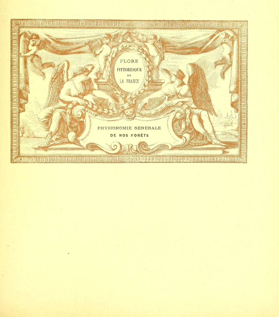 An illustration from Flore pittoresque de la France : anatomie, physiologie, classification, description des plantes indigènes et cultivées au point de vue de l'agriculture, de l'horticulture et de la sylviculture / publiée sous la direction de J. Rothschild., 1885, leaf 592
