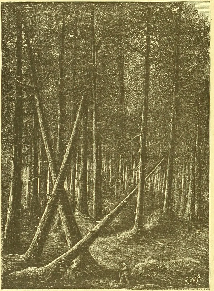 An illustration from Flore pittoresque de la France : anatomie, physiologie, classification, description des plantes indigènes et cultivées au point de vue de l'agriculture, de l'horticulture et de la sylviculture / publiée sous la direction de J. Rothschild., 1885, leaf 595