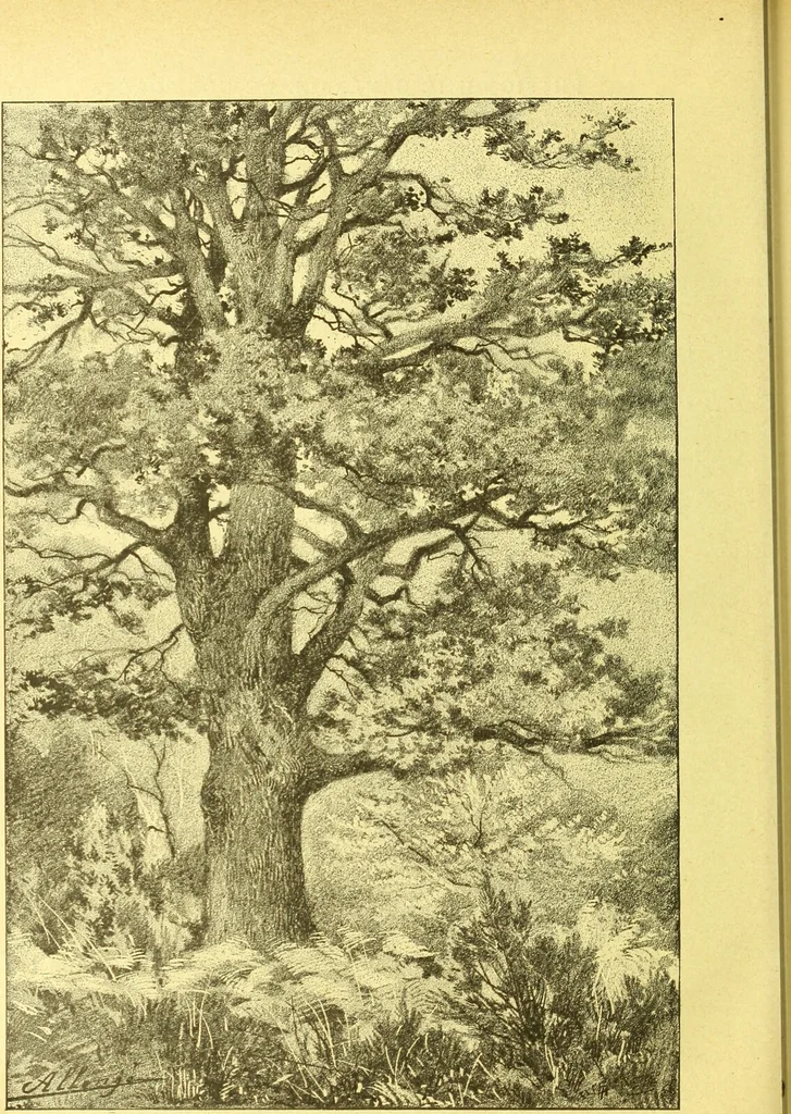 An illustration from Flore pittoresque de la France : anatomie, physiologie, classification, description des plantes indigènes et cultivées au point de vue de l'agriculture, de l'horticulture et de la sylviculture / publiée sous la direction de J. Rothschild., 1885, leaf 597