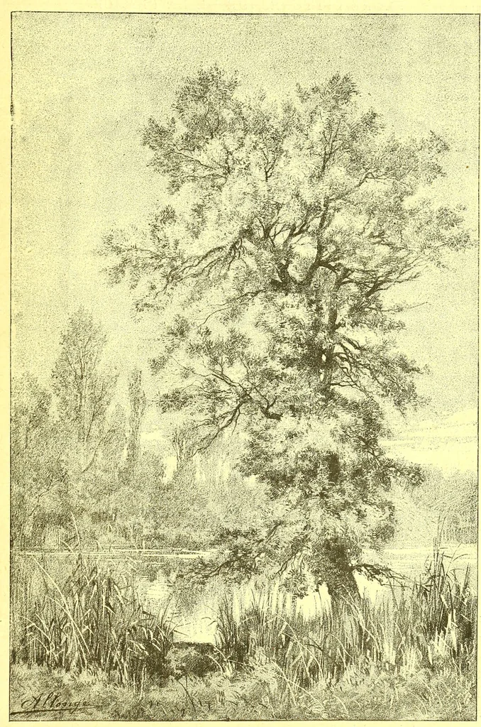 An illustration from Flore pittoresque de la France : anatomie, physiologie, classification, description des plantes indigènes et cultivées au point de vue de l'agriculture, de l'horticulture et de la sylviculture / publiée sous la direction de J. Rothschild., 1885, leaf 598