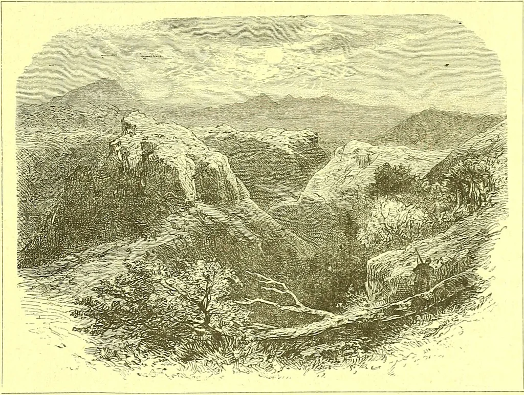 An illustration from Flore pittoresque de la France : anatomie, physiologie, classification, description des plantes indigènes et cultivées au point de vue de l'agriculture, de l'horticulture et de la sylviculture / publiée sous la direction de J. Rothschild., 1885, leaf 600
