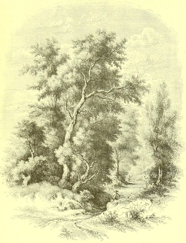An illustration from Flore pittoresque de la France : anatomie, physiologie, classification, description des plantes indigènes et cultivées au point de vue de l'agriculture, de l'horticulture et de la sylviculture / publiée sous la direction de J. Rothschild., 1885, leaf 602