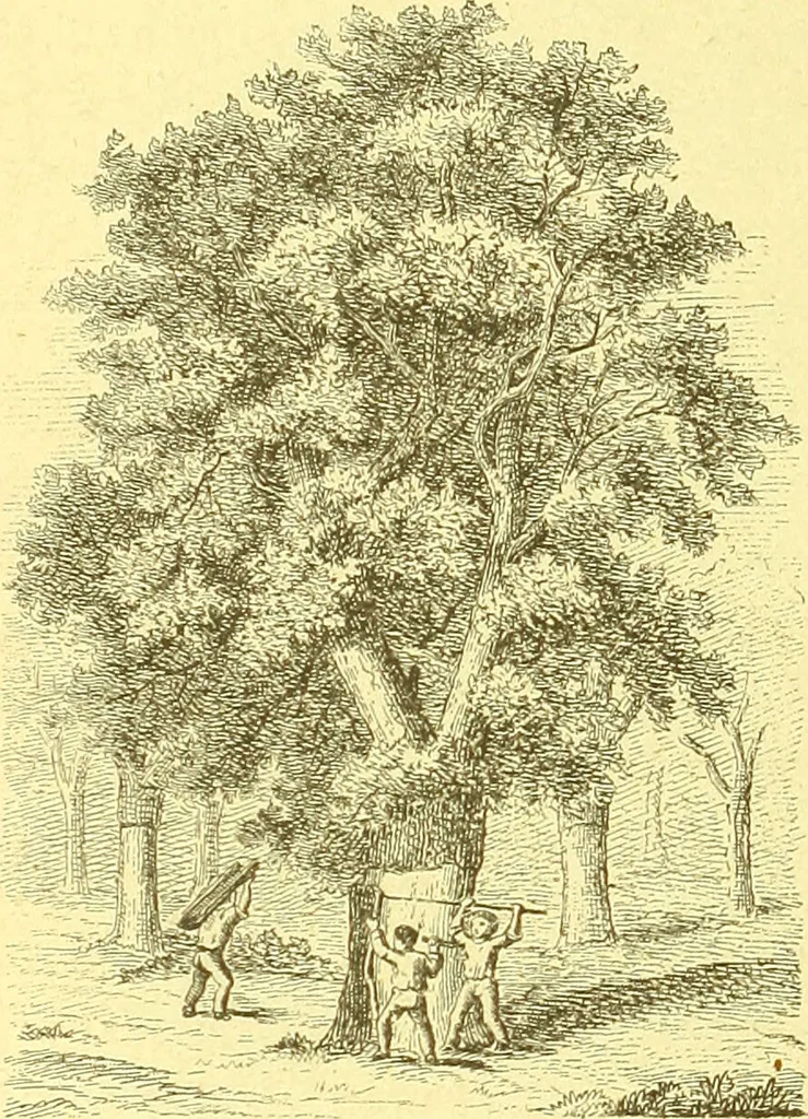 An illustration from Flore pittoresque de la France : anatomie, physiologie, classification, description des plantes indigènes et cultivées au point de vue de l'agriculture, de l'horticulture et de la sylviculture / publiée sous la direction de J. Rothschild., 1885, leaf 603