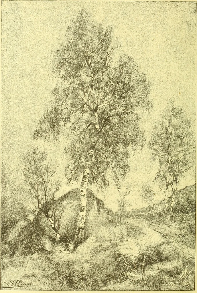 An illustration from Flore pittoresque de la France : anatomie, physiologie, classification, description des plantes indigènes et cultivées au point de vue de l'agriculture, de l'horticulture et de la sylviculture / publiée sous la direction de J. Rothschild., 1885, leaf 605