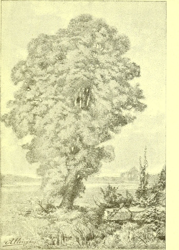 An illustration from Flore pittoresque de la France : anatomie, physiologie, classification, description des plantes indigènes et cultivées au point de vue de l'agriculture, de l'horticulture et de la sylviculture / publiée sous la direction de J. Rothschild., 1885, leaf 606
