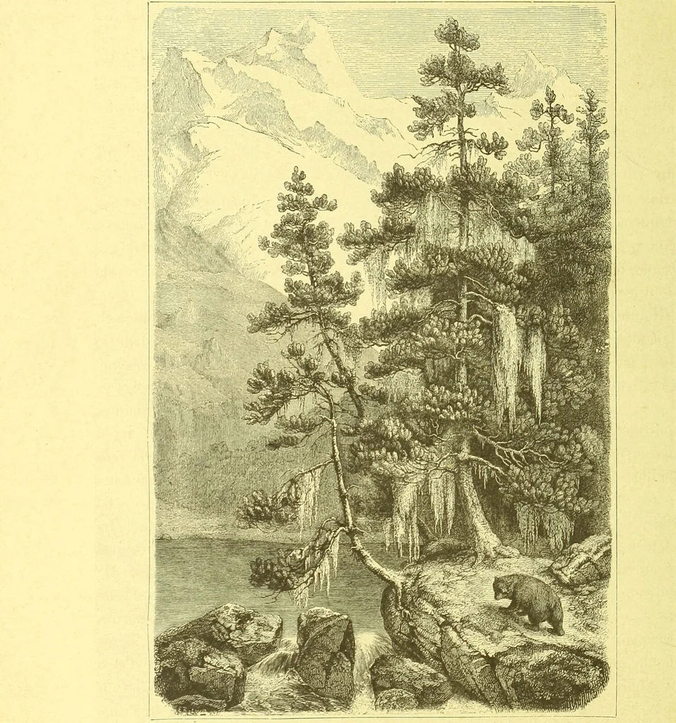 An illustration from Flore pittoresque de la France : anatomie, physiologie, classification, description des plantes indigènes et cultivées au point de vue de l'agriculture, de l'horticulture et de la sylviculture / publiée sous la direction de J. Rothschild., 1885, leaf 607