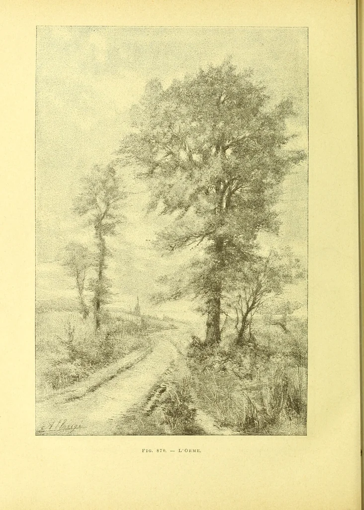 An illustration from Flore pittoresque de la France : anatomie, physiologie, classification, description des plantes indigènes et cultivées au point de vue de l'agriculture, de l'horticulture et de la sylviculture / publiée sous la direction de J. Rothschild., 1885, leaf 609