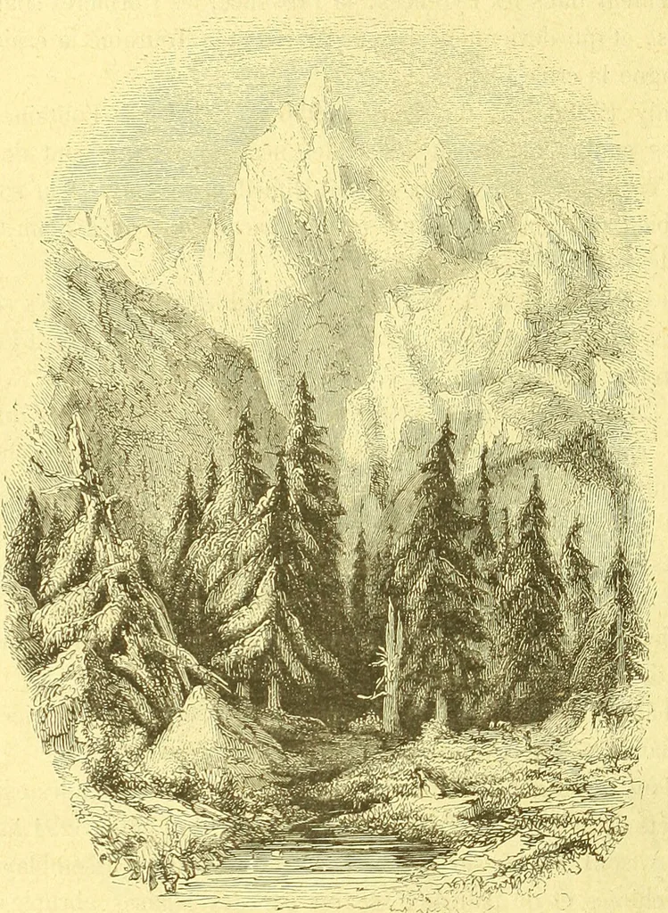 An illustration from Flore pittoresque de la France : anatomie, physiologie, classification, description des plantes indigènes et cultivées au point de vue de l'agriculture, de l'horticulture et de la sylviculture / publiée sous la direction de J. Rothschild., 1885, leaf 613