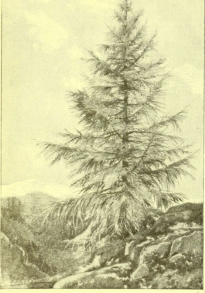 An illustration from Flore pittoresque de la France : anatomie, physiologie, classification, description des plantes indigènes et cultivées au point de vue de l'agriculture, de l'horticulture et de la sylviculture / publiée sous la direction de J. Rothschild., 1885, leaf 614