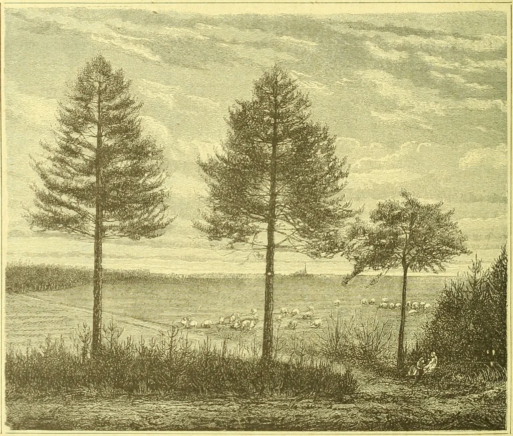 An illustration from Flore pittoresque de la France : anatomie, physiologie, classification, description des plantes indigènes et cultivées au point de vue de l'agriculture, de l'horticulture et de la sylviculture / publiée sous la direction de J. Rothschild., 1885, leaf 615