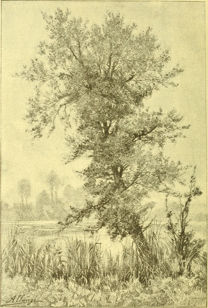 An illustration from Flore pittoresque de la France : anatomie, physiologie, classification, description des plantes indigènes et cultivées au point de vue de l'agriculture, de l'horticulture et de la sylviculture / publiée sous la direction de J. Rothschild., 1885, leaf 617