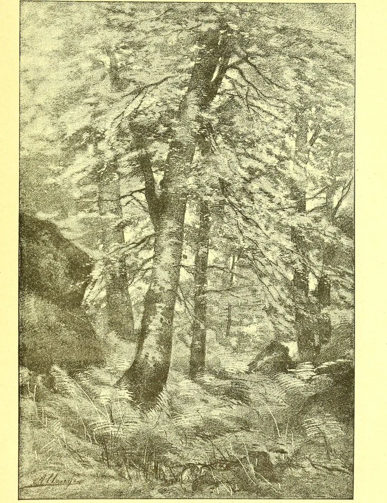 An illustration from Flore pittoresque de la France : anatomie, physiologie, classification, description des plantes indigènes et cultivées au point de vue de l'agriculture, de l'horticulture et de la sylviculture / publiée sous la direction de J. Rothschild., 1885, leaf 618