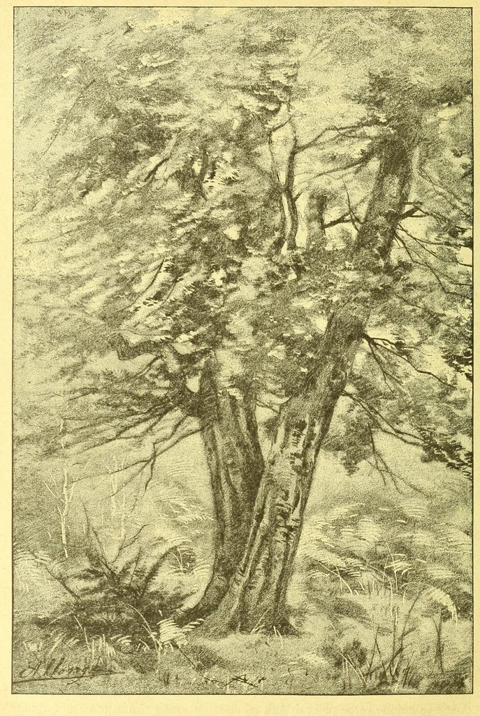 An illustration from Flore pittoresque de la France : anatomie, physiologie, classification, description des plantes indigènes et cultivées au point de vue de l'agriculture, de l'horticulture et de la sylviculture / publiée sous la direction de J. Rothschild., 1885, leaf 621