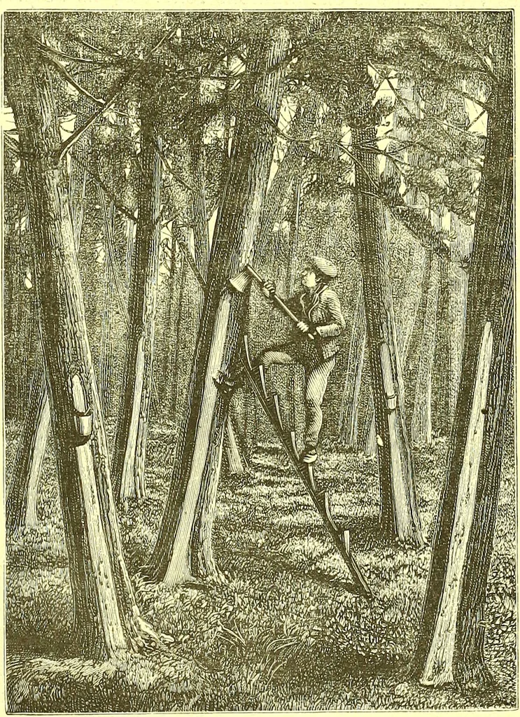 An illustration from Flore pittoresque de la France : anatomie, physiologie, classification, description des plantes indigènes et cultivées au point de vue de l'agriculture, de l'horticulture et de la sylviculture / publiée sous la direction de J. Rothschild., 1885, leaf 622