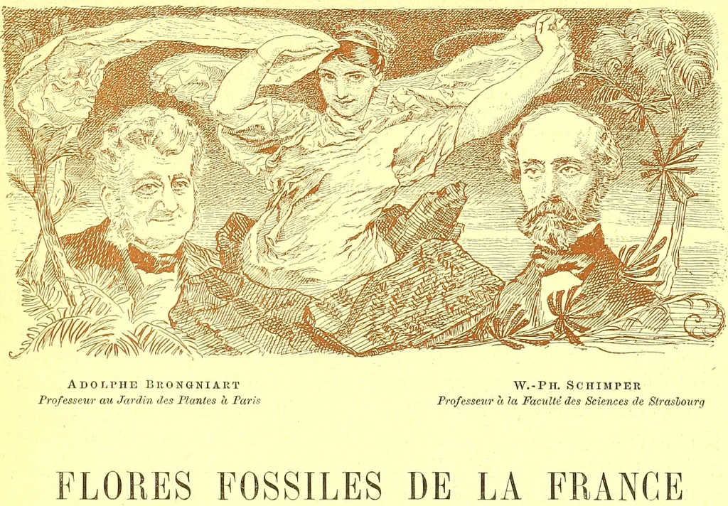An illustration from Flore pittoresque de la France : anatomie, physiologie, classification, description des plantes indigènes et cultivées au point de vue de l'agriculture, de l'horticulture et de la sylviculture / publiée sous la direction de J. Rothschild., 1885, leaf 626