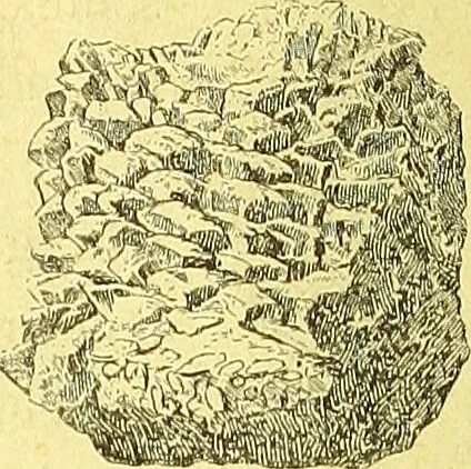 An illustration from Flore pittoresque de la France : anatomie, physiologie, classification, description des plantes indigènes et cultivées au point de vue de l'agriculture, de l'horticulture et de la sylviculture / publiée sous la direction de J. Rothschild., 1885, leaf 633