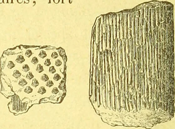 An illustration from Flore pittoresque de la France : anatomie, physiologie, classification, description des plantes indigènes et cultivées au point de vue de l'agriculture, de l'horticulture et de la sylviculture / publiée sous la direction de J. Rothschild., 1885, leaf 635