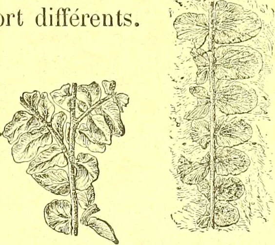 An illustration from Flore pittoresque de la France : anatomie, physiologie, classification, description des plantes indigènes et cultivées au point de vue de l'agriculture, de l'horticulture et de la sylviculture / publiée sous la direction de J. Rothschild., 1885, leaf 636