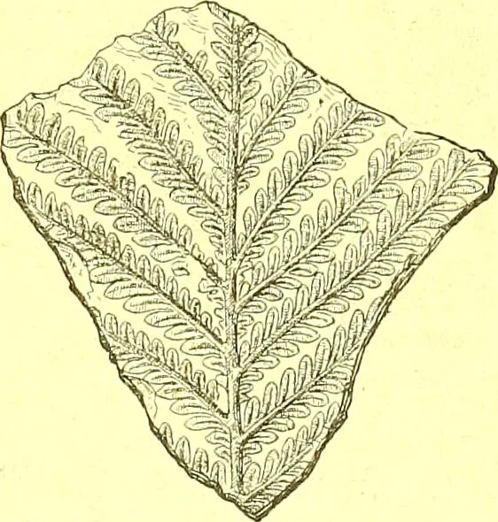 An illustration from Flore pittoresque de la France : anatomie, physiologie, classification, description des plantes indigènes et cultivées au point de vue de l'agriculture, de l'horticulture et de la sylviculture / publiée sous la direction de J. Rothschild., 1885, leaf 636