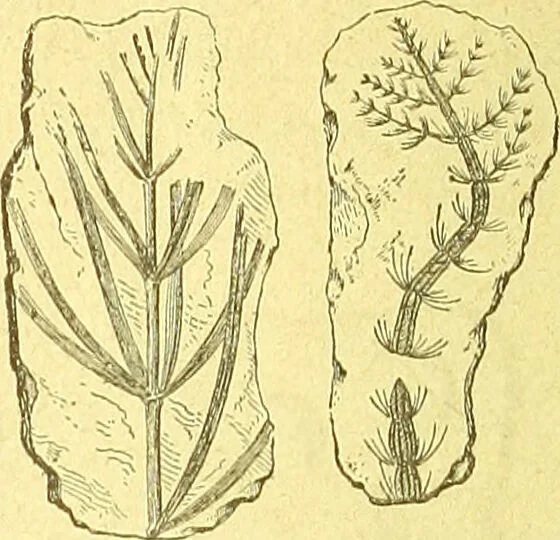 An illustration from Flore pittoresque de la France : anatomie, physiologie, classification, description des plantes indigènes et cultivées au point de vue de l'agriculture, de l'horticulture et de la sylviculture / publiée sous la direction de J. Rothschild., 1885, leaf 637