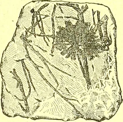 An illustration from Flore pittoresque de la France : anatomie, physiologie, classification, description des plantes indigènes et cultivées au point de vue de l'agriculture, de l'horticulture et de la sylviculture / publiée sous la direction de J. Rothschild., 1885, leaf 638
