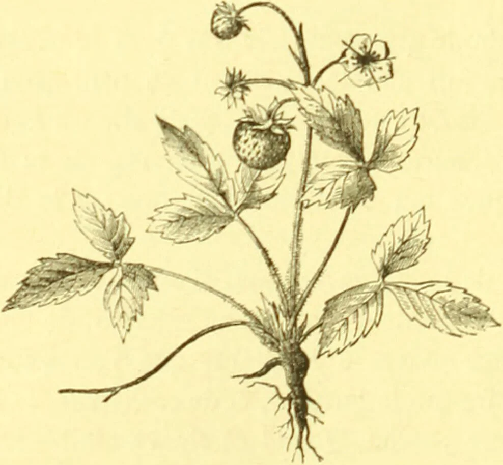 An illustration from Flore pittoresque de la France : anatomie, physiologie, classification, description des plantes indigènes et cultivées au point de vue de l'agriculture, de l'horticulture et de la sylviculture / publiée sous la direction de J. Rothschild., 1885, leaf 64