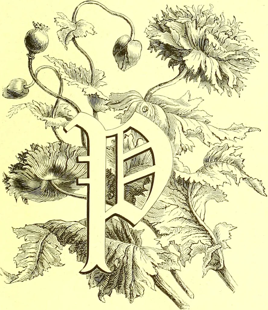 An illustration from Flore pittoresque de la France : anatomie, physiologie, classification, description des plantes indigènes et cultivées au point de vue de l'agriculture, de l'horticulture et de la sylviculture / publiée sous la direction de J. Rothschild., 1885, leaf 65