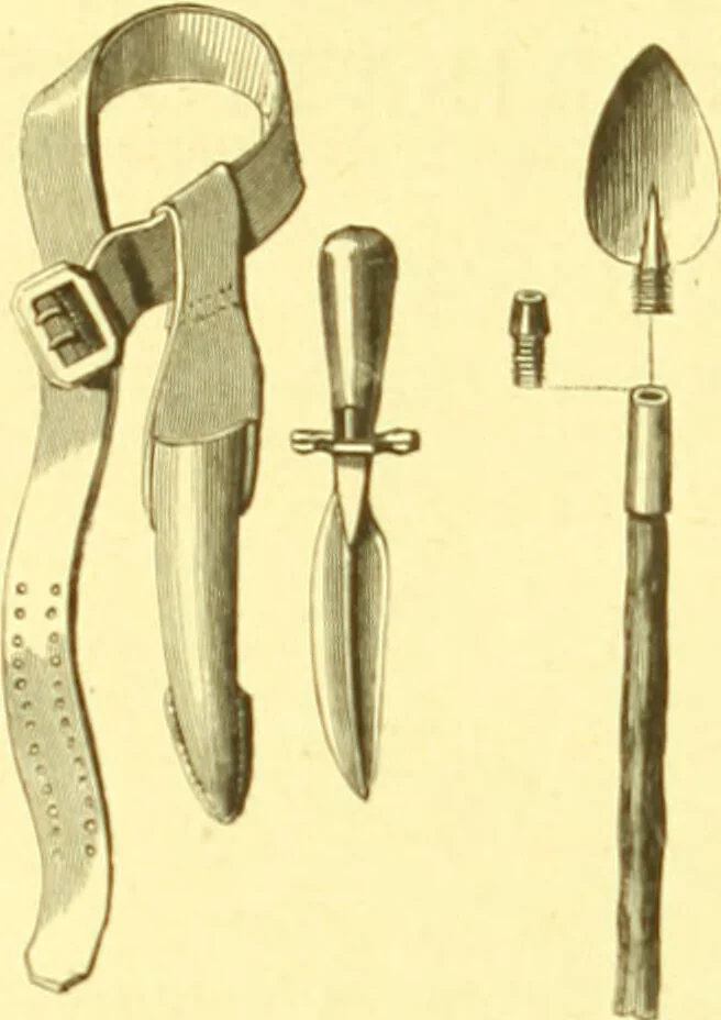 An illustration from Flore pittoresque de la France : anatomie, physiologie, classification, description des plantes indigènes et cultivées au point de vue de l'agriculture, de l'horticulture et de la sylviculture / publiée sous la direction de J. Rothschild., 1885, leaf 66