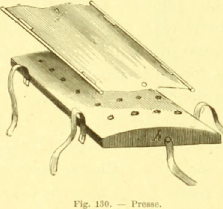 An illustration from Flore pittoresque de la France : anatomie, physiologie, classification, description des plantes indigènes et cultivées au point de vue de l'agriculture, de l'horticulture et de la sylviculture / publiée sous la direction de J. Rothschild., 1885, leaf 68