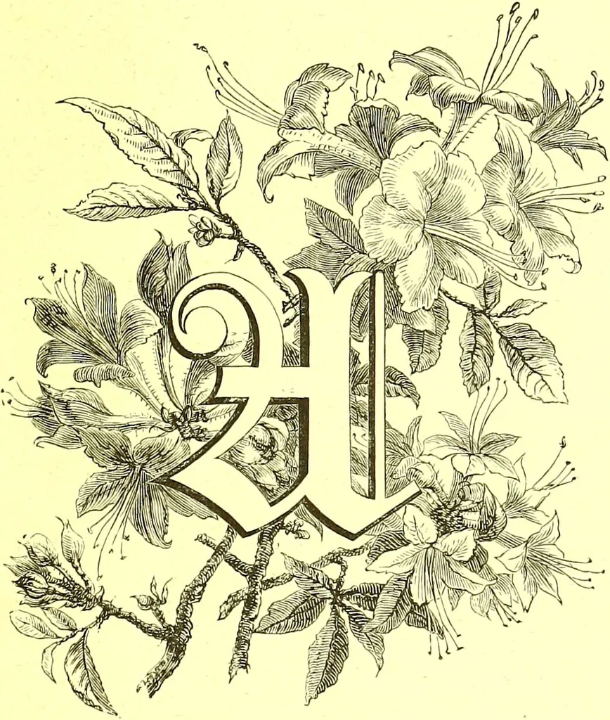 An illustration from Flore pittoresque de la France : anatomie, physiologie, classification, description des plantes indigènes et cultivées au point de vue de l'agriculture, de l'horticulture et de la sylviculture / publiée sous la direction de J. Rothschild., 1885, leaf 73