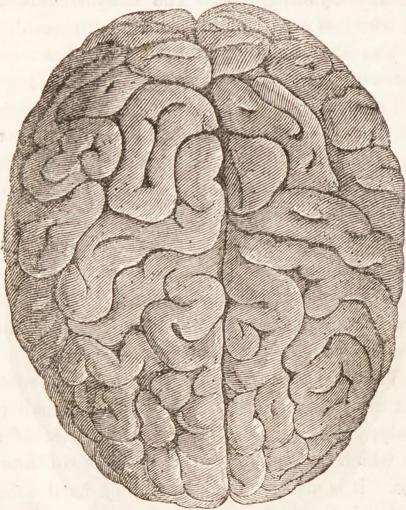 An illustration from Familiar lessons on physiology and phrenology : for children and youth in two volumes / by L.N. Fowler., 1860, leaf 118