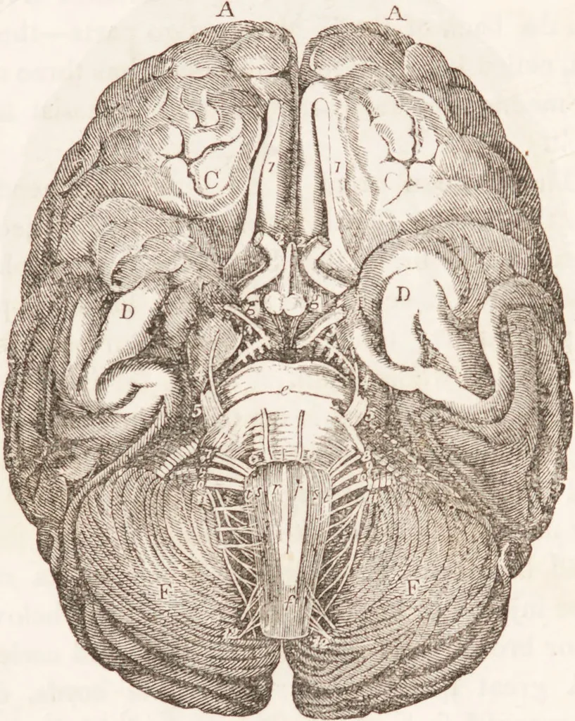 An illustration from Familiar lessons on physiology and phrenology : for children and youth in two volumes / by L.N. Fowler., 1860, leaf 119