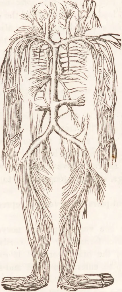 An illustration from Familiar lessons on physiology and phrenology : for children and youth in two volumes / by L.N. Fowler., 1860, leaf 121