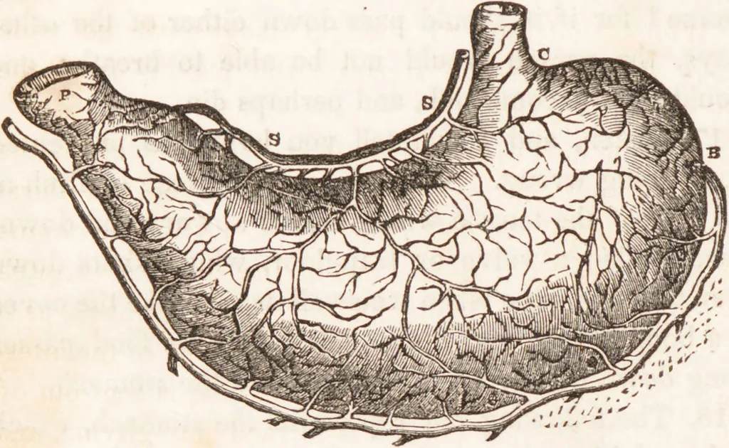 An illustration from Familiar lessons on physiology and phrenology : for children and youth in two volumes / by L.N. Fowler., 1860, leaf 22