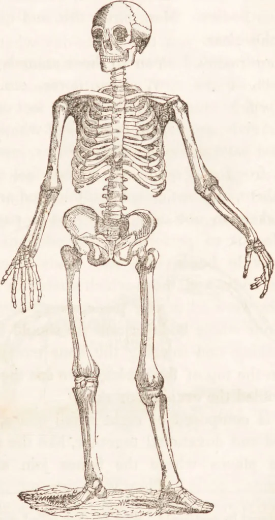 An illustration from Familiar lessons on physiology and phrenology : for children and youth in two volumes / by L.N. Fowler., 1860, leaf 35