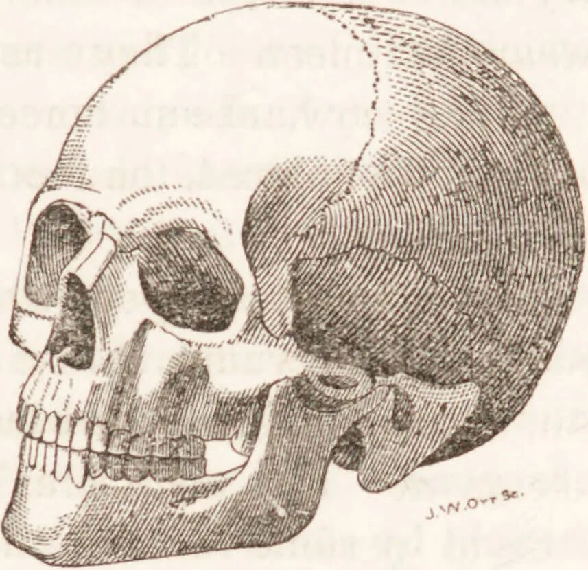 An illustration from Familiar lessons on physiology and phrenology : for children and youth in two volumes / by L.N. Fowler., 1860, leaf 37