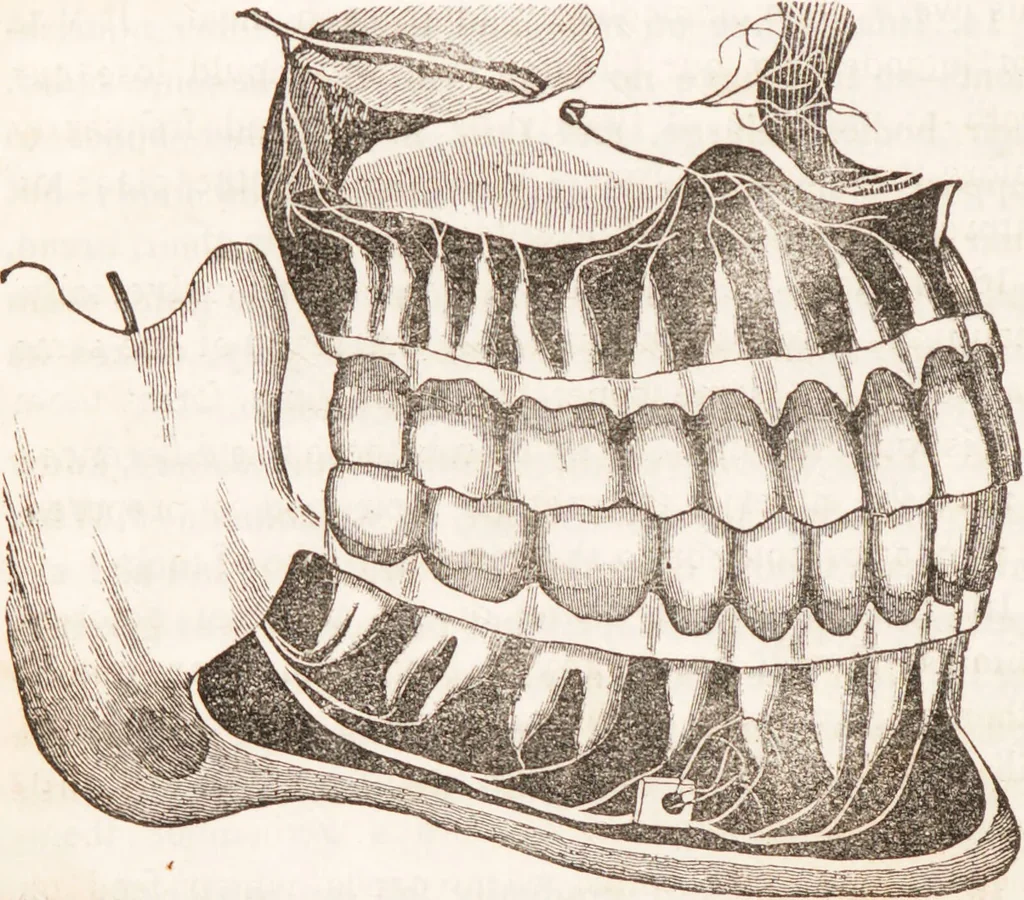 An illustration from Familiar lessons on physiology and phrenology : for children and youth in two volumes / by L.N. Fowler., 1860, leaf 40