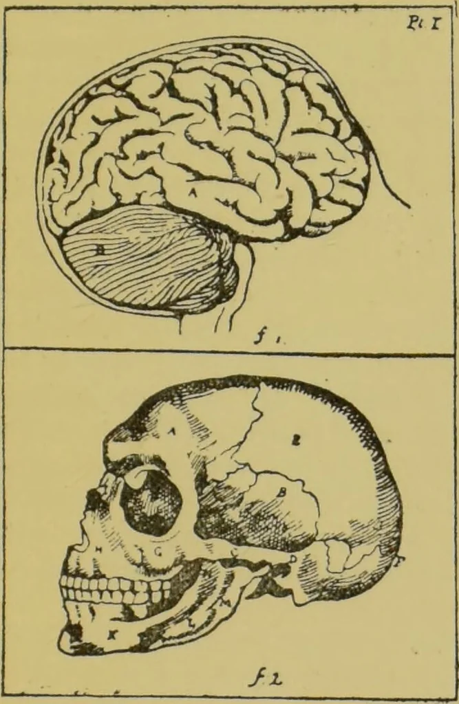 An illustration from The modern self-instructor in phrenology, physiology & physiognomy, or, The people's hand-book of human nature : containing a view of the moral and theological bearing of the science of phrenology / by Gustavus Cohen., 1889, leaf 33